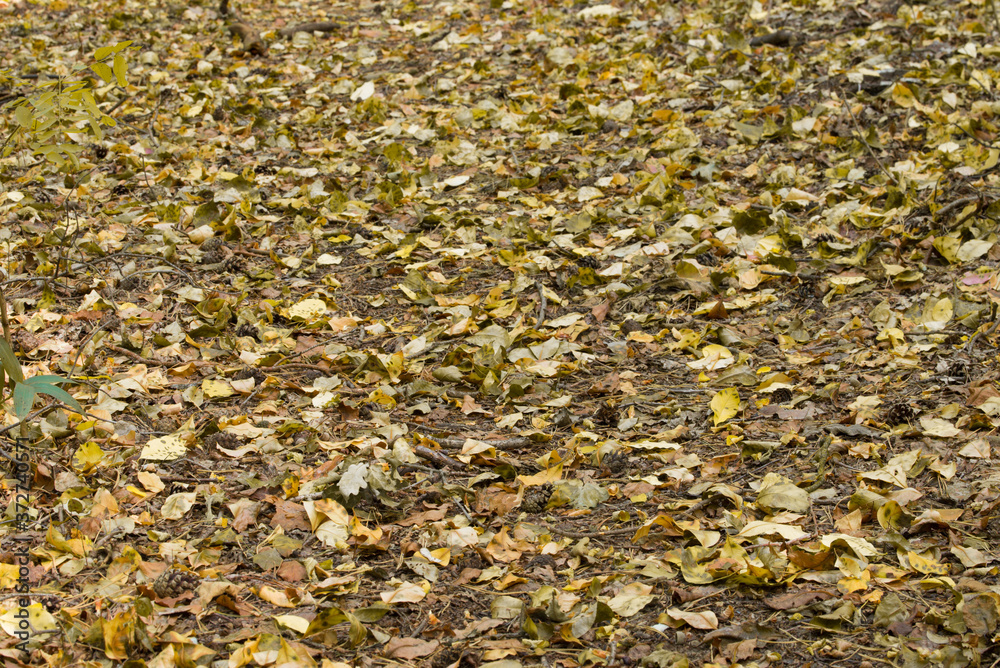 yellow fallen leaves on ground yellow fallen leaves on ground
