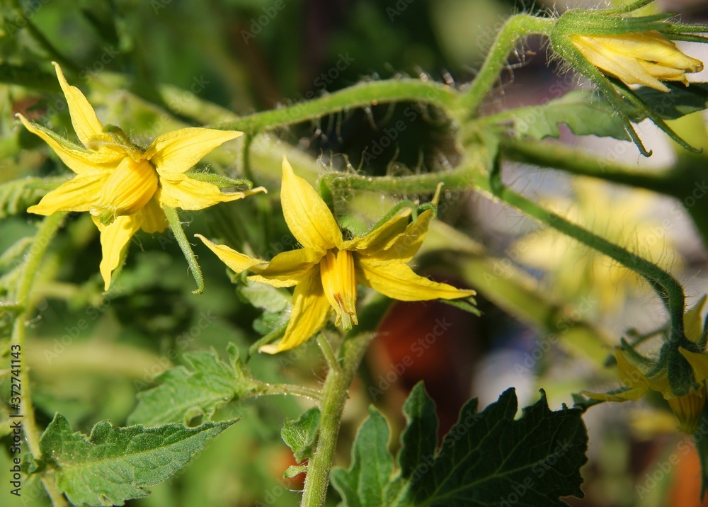 tomato plant with yellow flowers close up tomato plant with yellow flowers close up