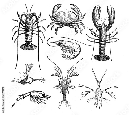 River lobsters (crustaceans)/ Antique engraved illustration from from La Rousse XX Sciele  photo