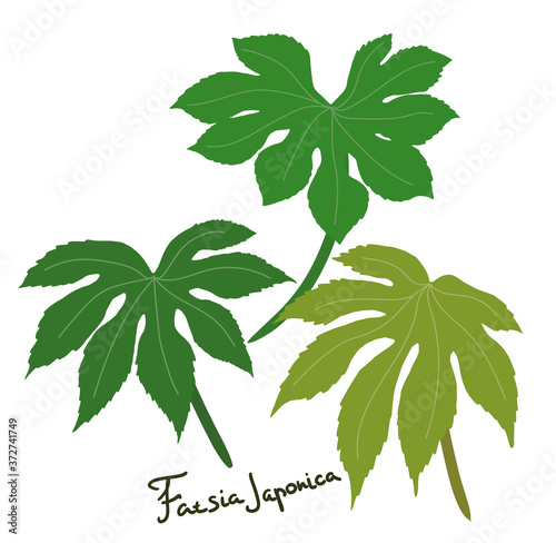Fatsia japonica, green leaves isolated on white background, vector simple element.