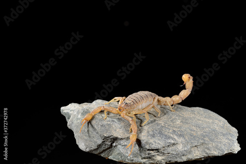  escorpión de caza en una piedra con fondo negro (Buthus occitanus) Marbella Andalucía España 