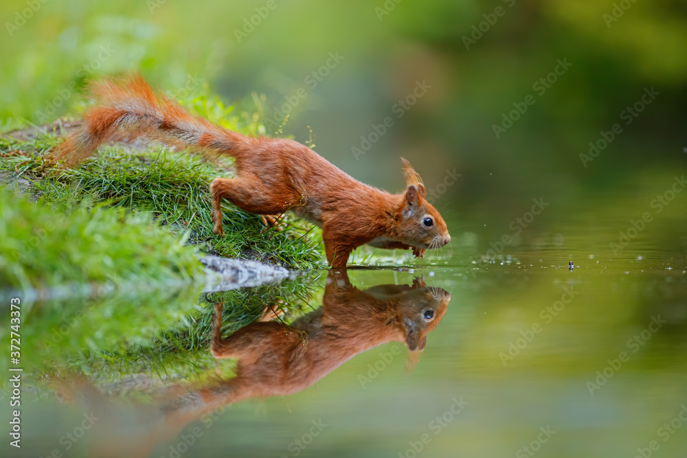 Red Eurasian squirrel searching for food at a pond in the forest in the South of the Netherlands Red Eurasian squirrel searching for food at a pond in the forest in the South of the Netherlands