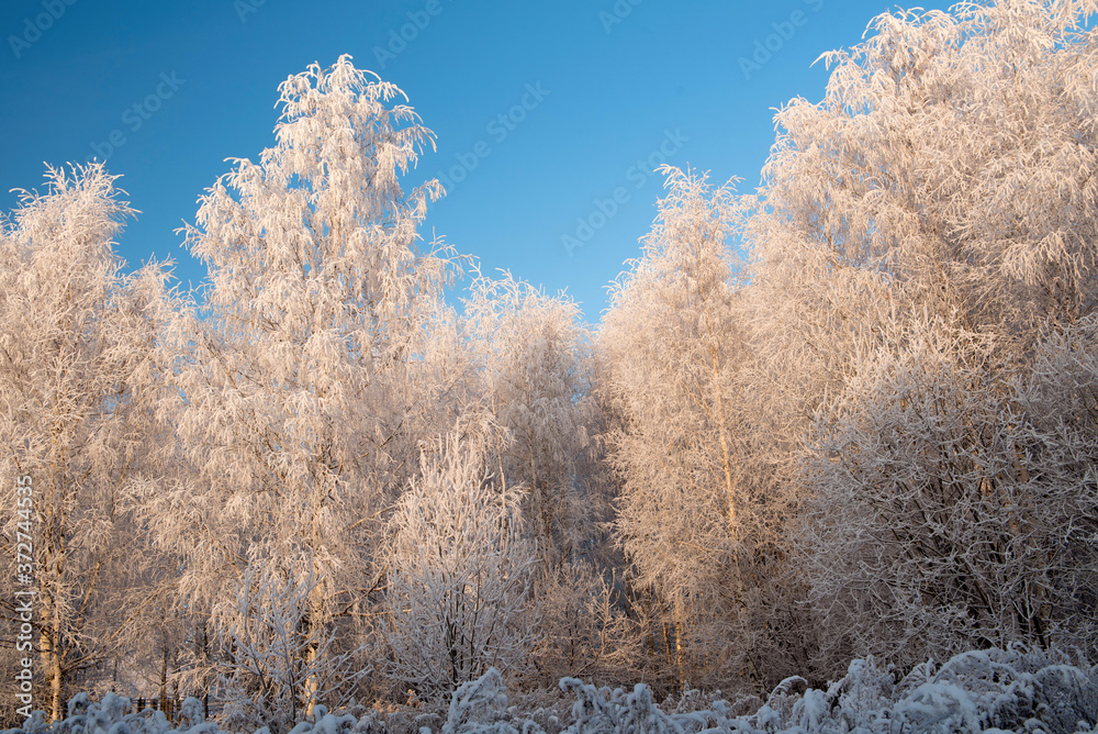 Winter landscape with snowy trees and blue sky Winter landscape with snowy trees and blue sky