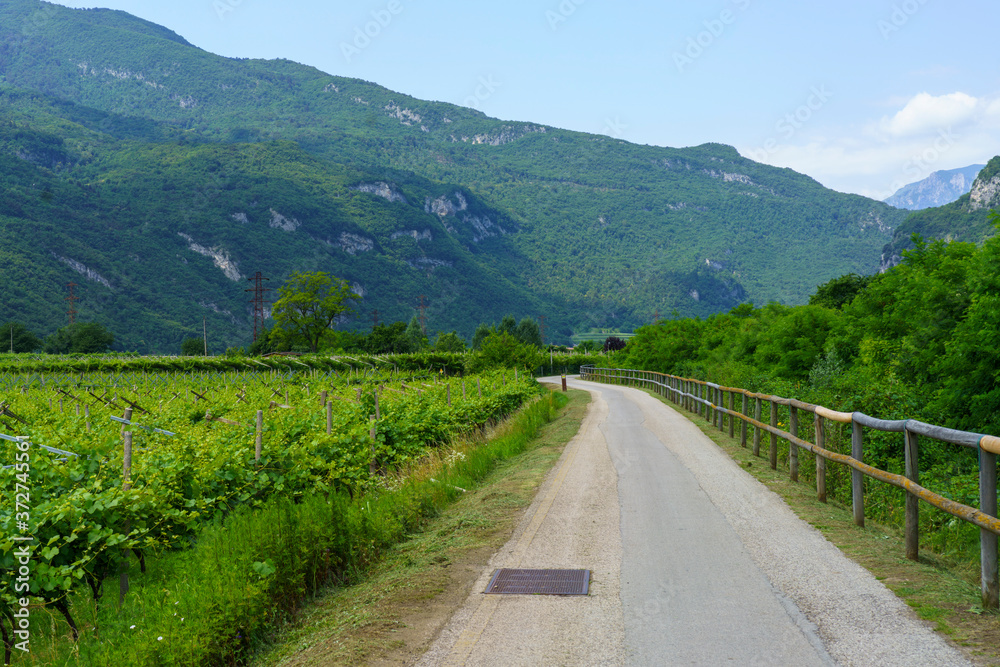 Vineyards and apple orchards along the cycleway from Torbole to Rovereto