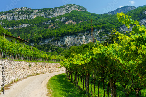 Fotografie Vineyards along the cycleway from Torbole to Rovereto