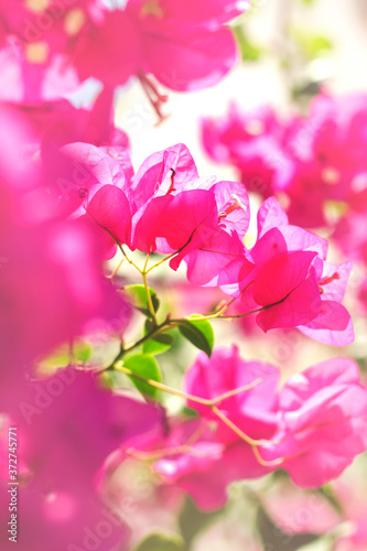 Pink flowers  summer flowers  floral background