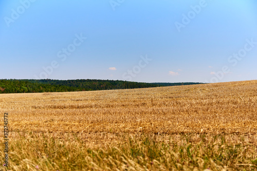 A mown yellowed wheat field under a blue sky