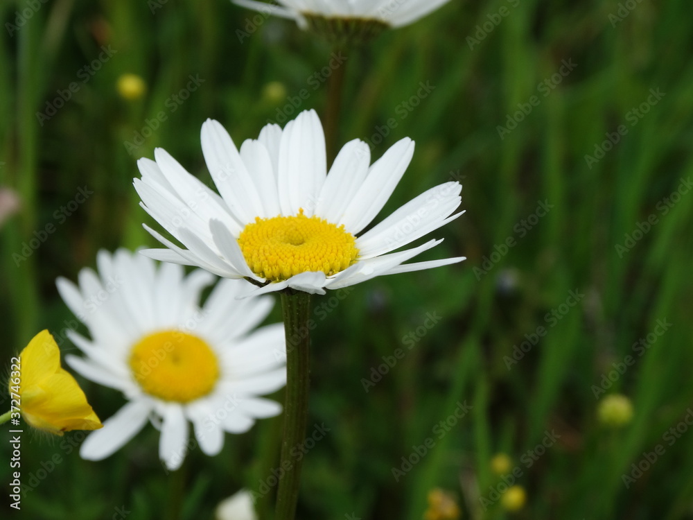 Fototapeta premium white daisy in the grass