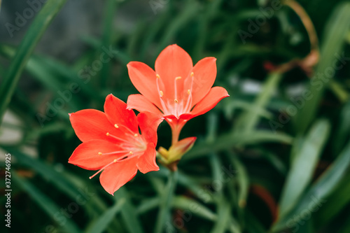 Beautiful red flowers with stamens of vallota in the garden. Close-up © nikkimeel