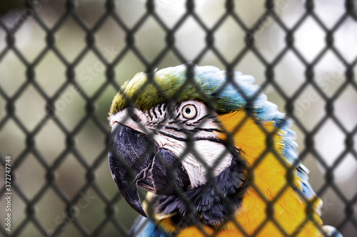 old Macaw-canindé, with yellow and blue bellies, who suffered abuse in captivity. Wounded bird, animal trafficking. concept of animal behind bars, imprisoned.