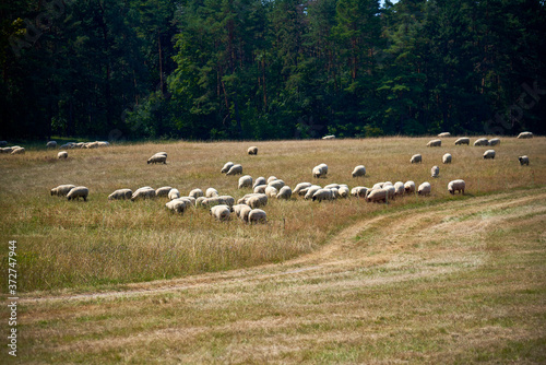 Herds of sheep grazing peacefully © Tschernawzew Andre