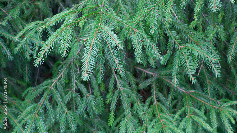 Green background from fir tree branches