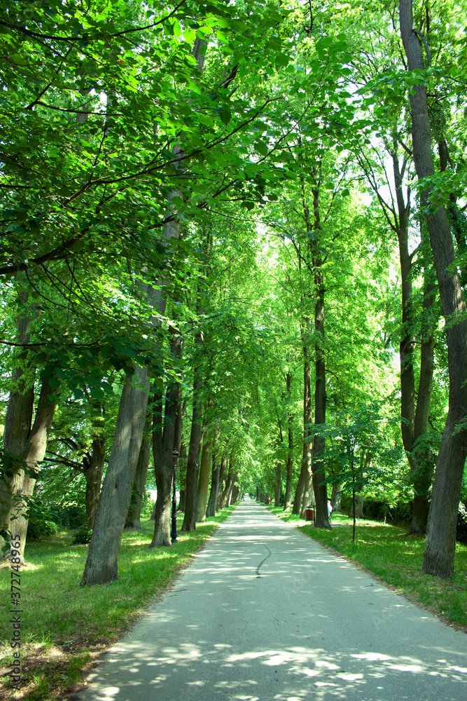 The avenue surrounded by green linden trees The avenue surrounded by green linden trees