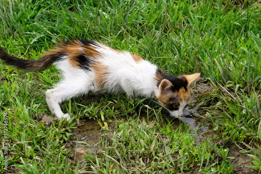 Little cat drinking in a puddle Little cat drinking in a puddle