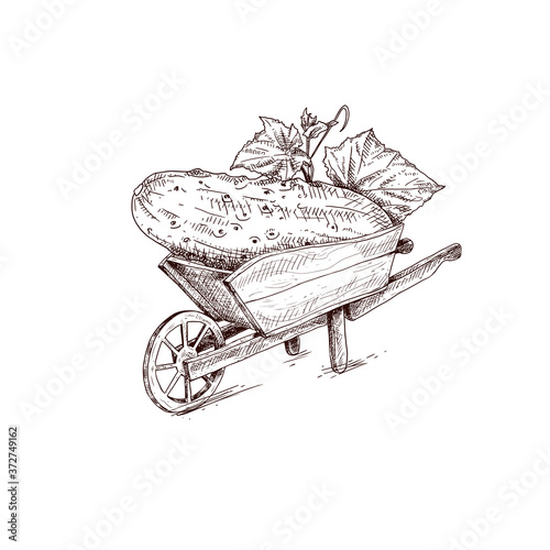 Hand drawn farmer wooden cart with cucumber. Farm fresh delivery design template. Vector illustration isolated on white background.