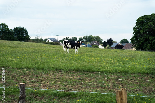 vache