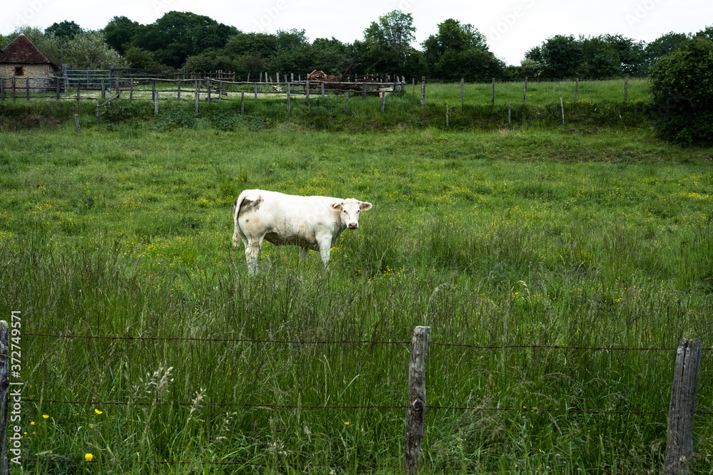 Fototapeta premium vache