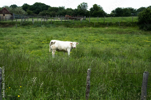 vache
