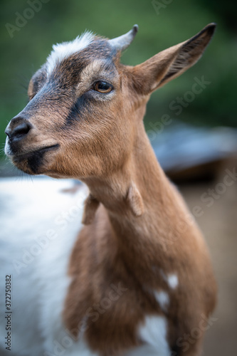 charming portrait of a dwarf goat