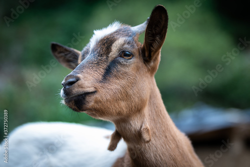 charming portrait of a dwarf goat