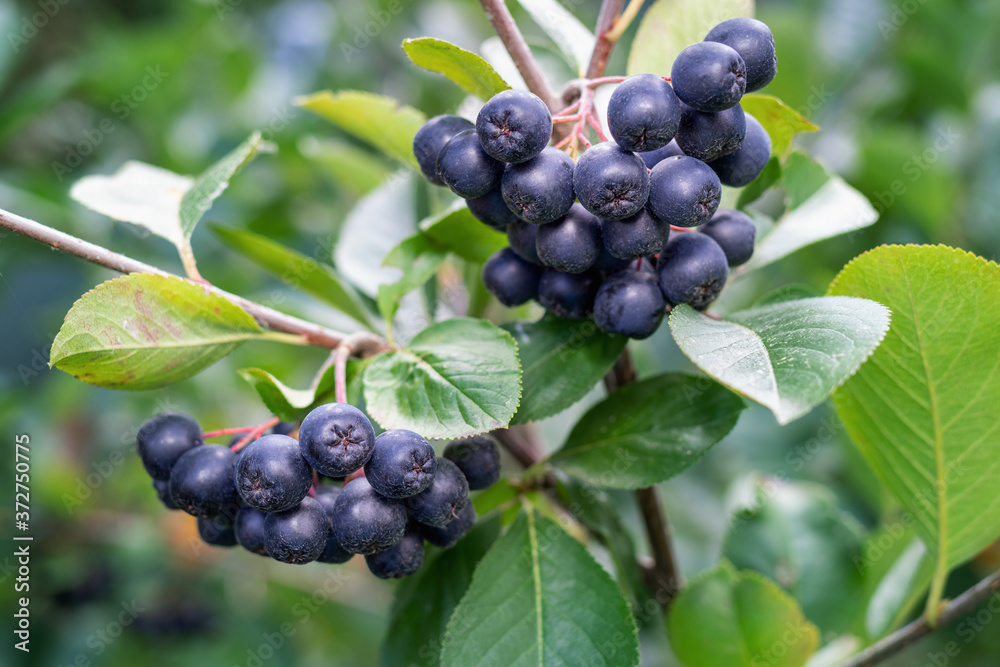 Aronia berries (Chokeberries) growing in the garden. Aronia berries (Chokeberries) growing in the garden.