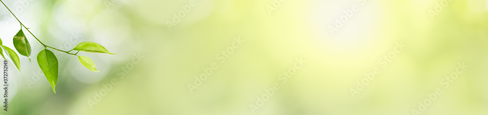 Closeup beautiful attractive nature view of green leaf on blurred greenery background in garden with copy space using as background natural green plants landscape, ecology, fresh cover page concept. Closeup beautiful attractive nature view of green leaf on blurred greenery background in garden with copy space using as background natural green plants landscape, ecology, fresh cover page concept.