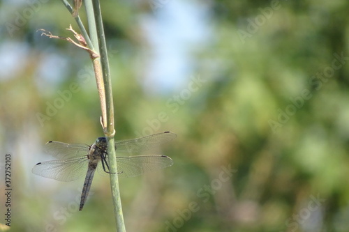 Large Blue Dragonfly on Fennel Stalk