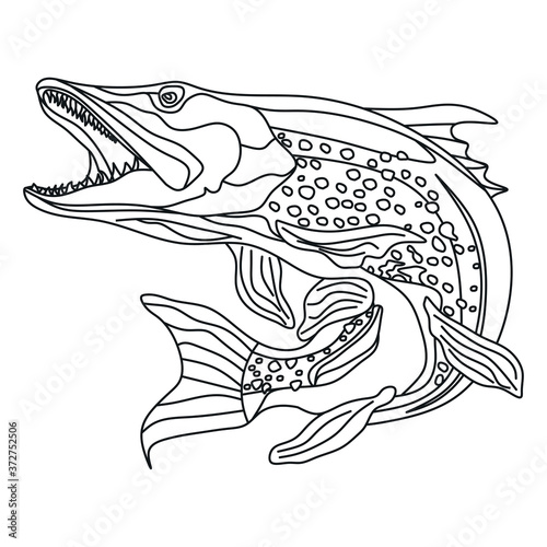 pike fish image, black and white image, freshwater predators