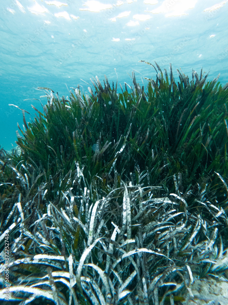 Obraz premium green algae in the clear blue sea