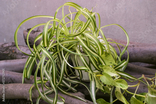 chlorophytum comosum, spider plant and a branch of scindapsus on woods