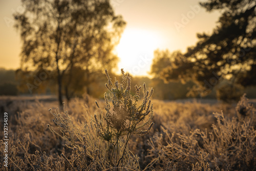 überfrohrene Westruper Heide bei Sonnenaufgang photo