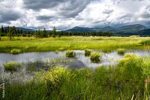 Marshy Landscape in Bonner County close to Priest Lake, Idaho