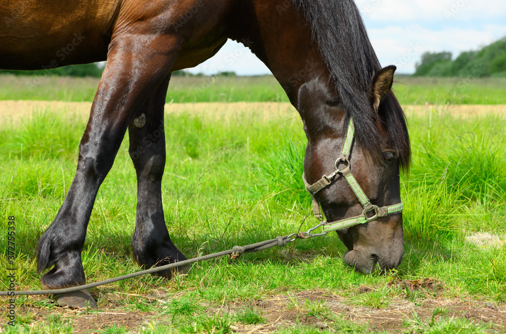 Obraz premium The hungry bay horse is eating the grass on the pasture, the close-up.