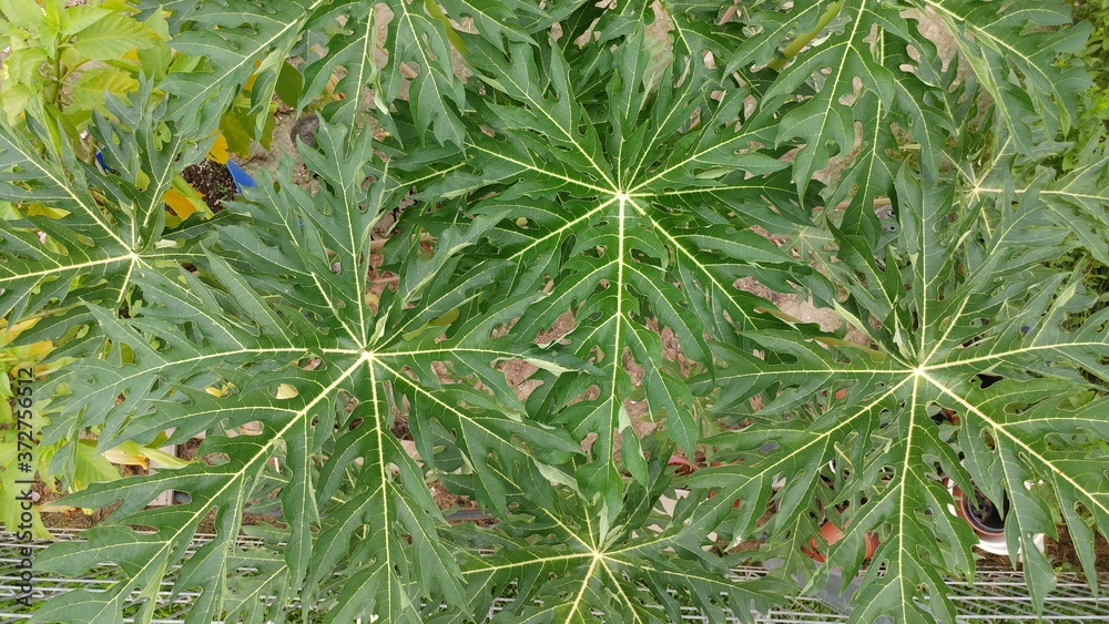 Hojas de Papaya Hojas de Papaya