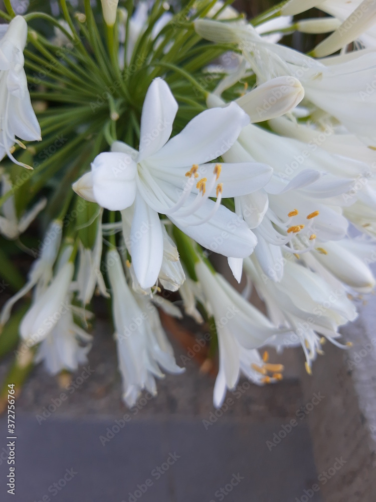 white flowers white flowers