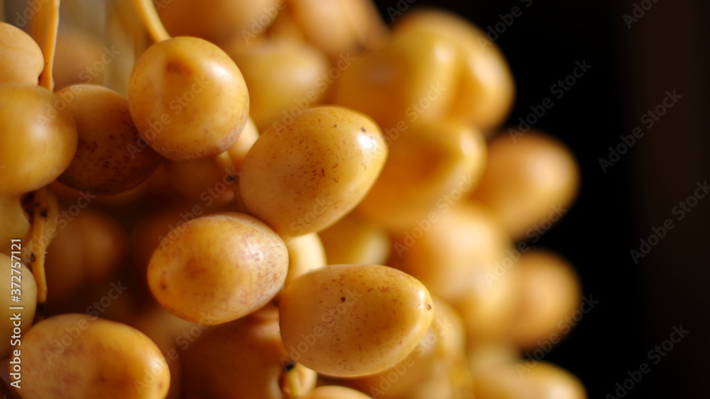 Date Palm, Dates (Phoenix dactylifera) on dark background Date Palm, Dates (Phoenix dactylifera) on dark background