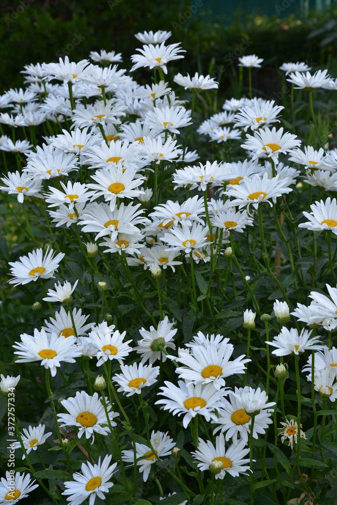 Fototapeta premium Marguerites blanches au jardin