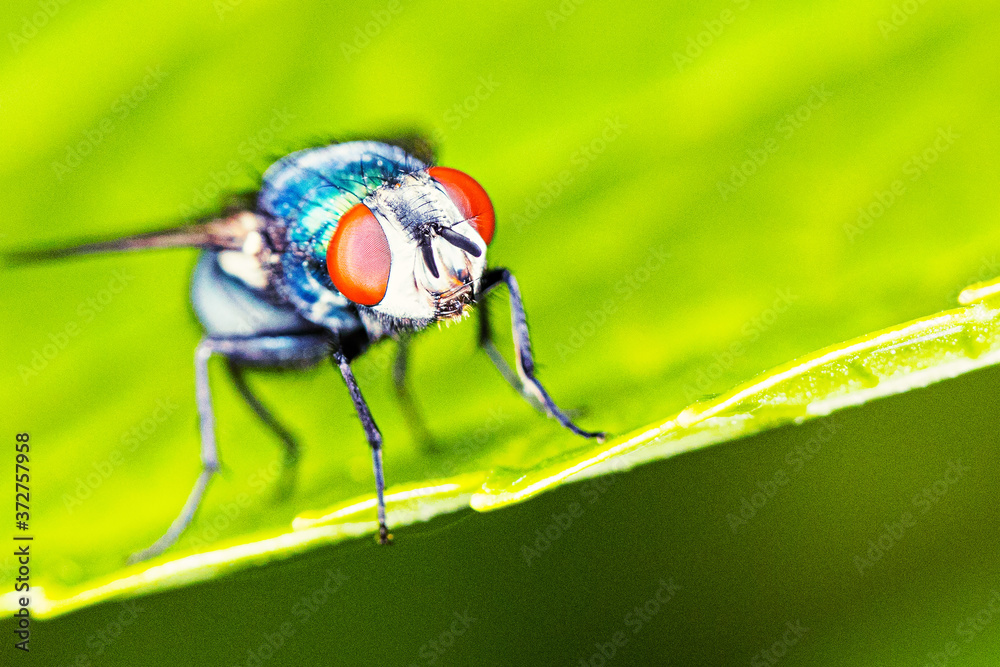 Naklejka premium Fliege