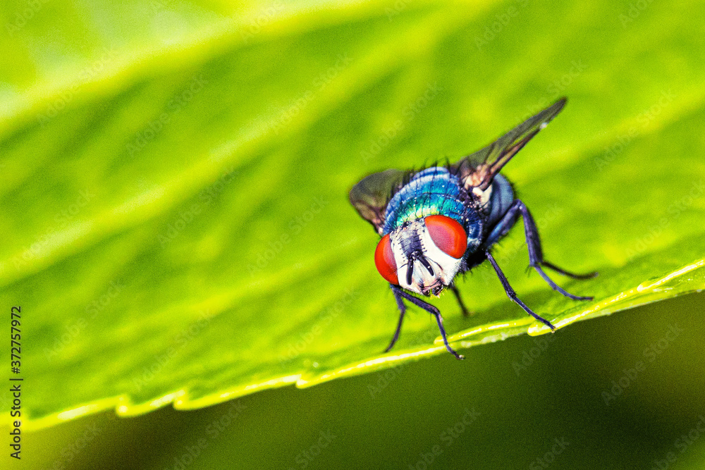 Naklejka premium Fliege