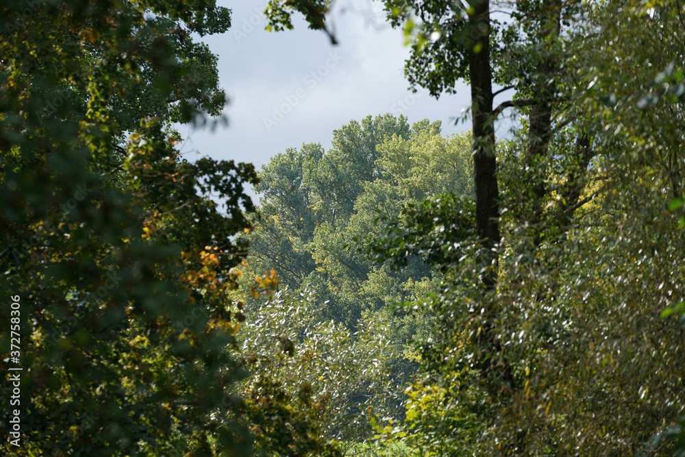 Fototapeta premium green tree in the morning