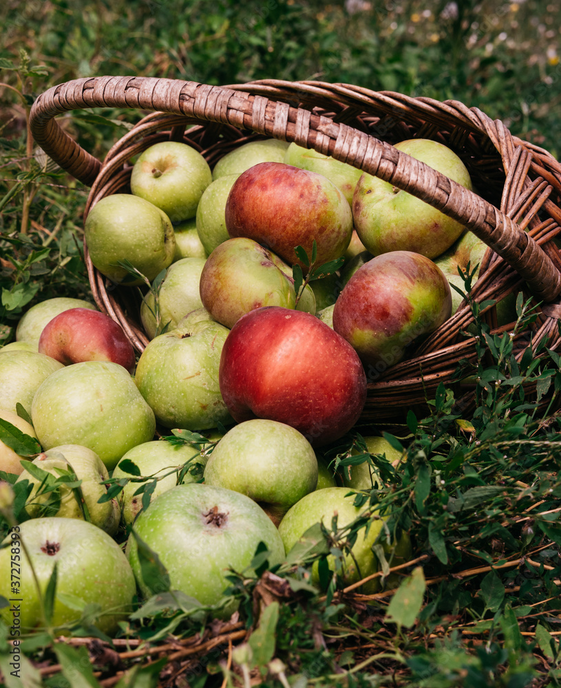 Fresh bright green and red-pink apples in an inverted basket, a farmer's harvest of late summer and early autumn. Apple saved. A basket of apples is lying on the grass. Fresh bright green and red-pink apples in an inverted basket, a farmer's harvest of late summer and early autumn. Apple saved. A basket of apples is lying on the grass.