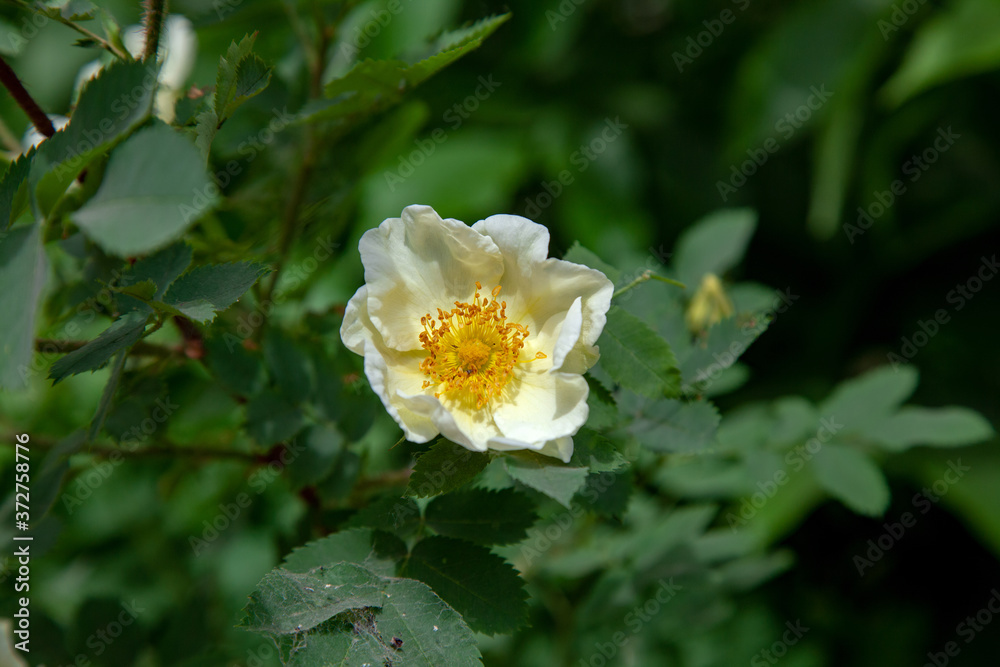 Obraz premium Apple flower close-up on a background of foliage.