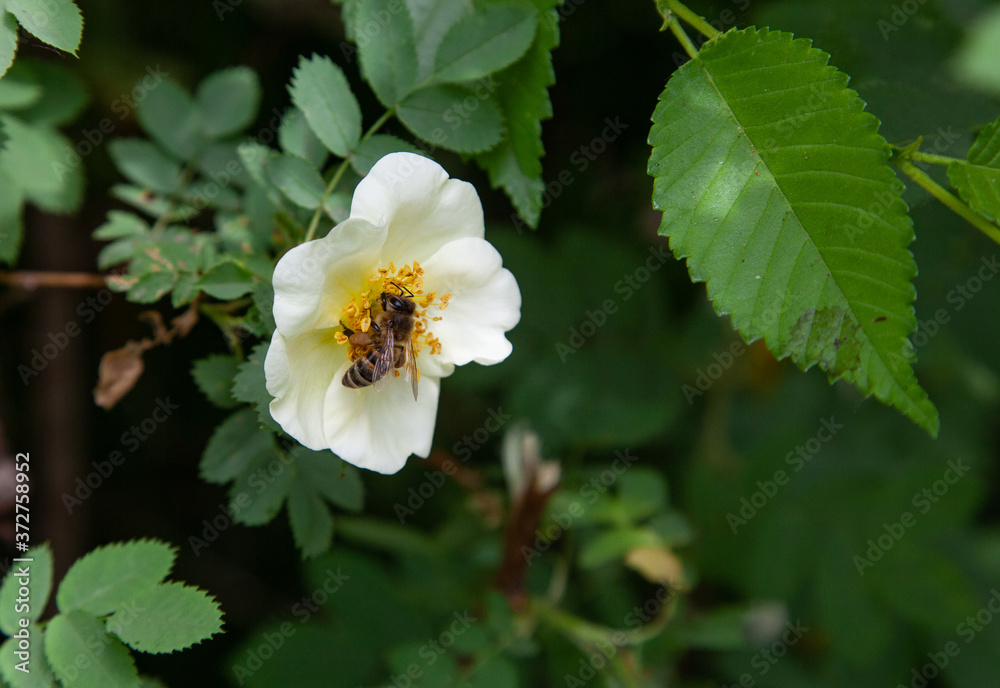 Blooming branches of an apple tree. A bee on a flower collects nectar. Blooming branches of an apple tree. A bee on a flower collects nectar.