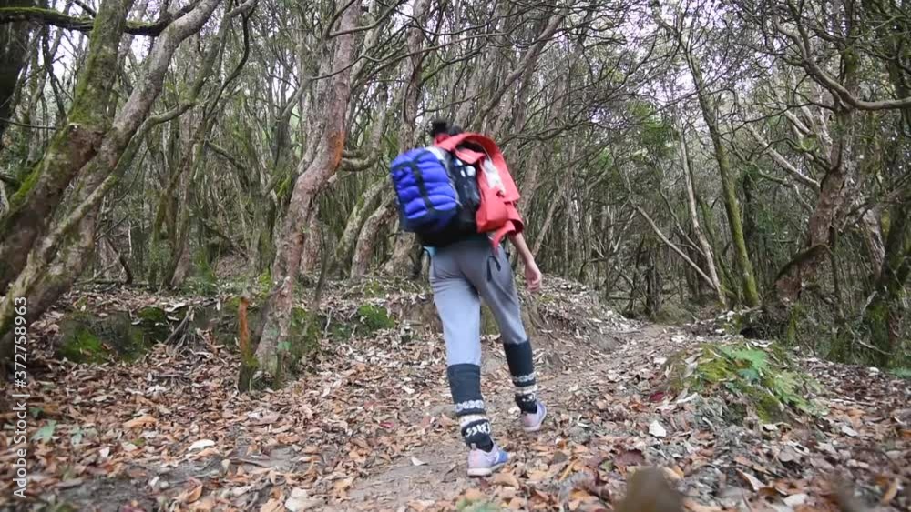 Adventure Hikers Trek Up The Mardi Himal Path Through Forest - Nepal Adventure Hikers Trek Up The Mardi Himal Path Through Forest - Nepal