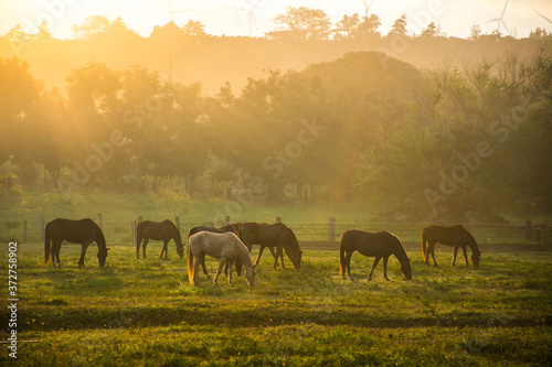 Horses grazing in meadow under morning light on the Northshore near Haleiwa on the island of Oahu, Hawaii.  © Ryan Tishken