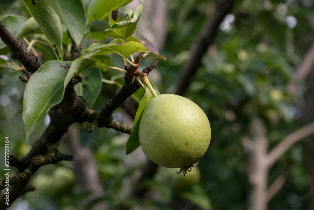 harvest of green pears on a branch in the garden harvest of green pears on a branch in the garden