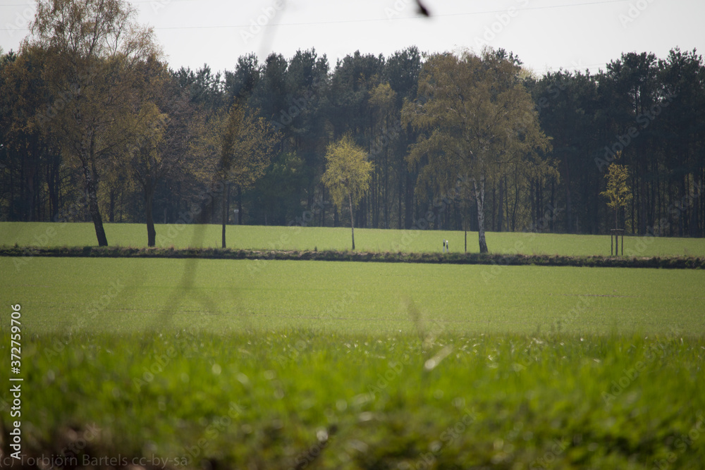 Obraz premium Feld und Wiese