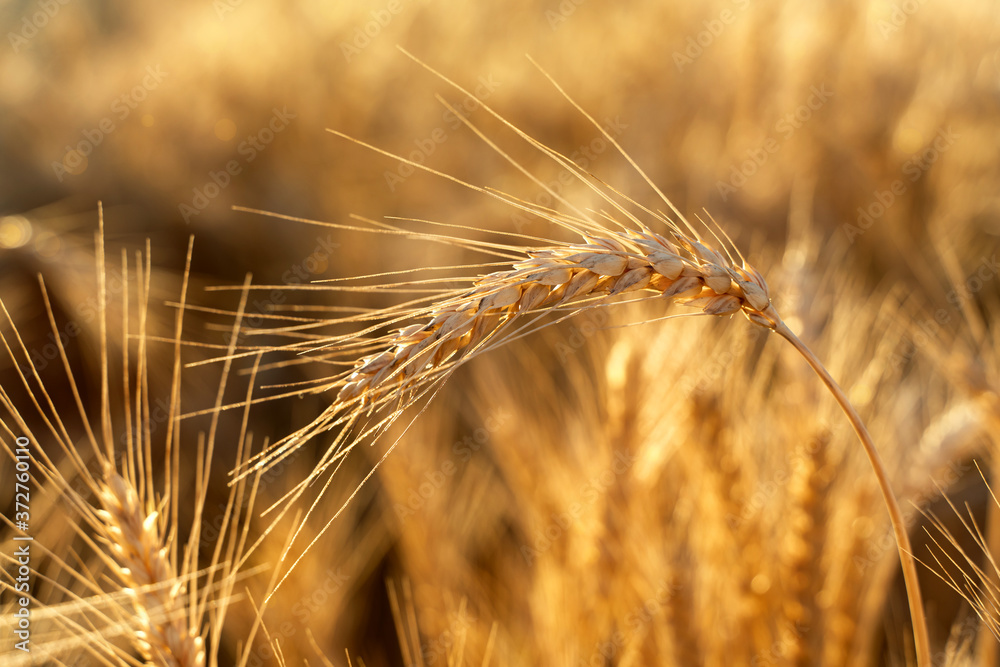 Agricultural field. Ripe ears of wheat on the background of the sunset. The concept of a rich harvest.