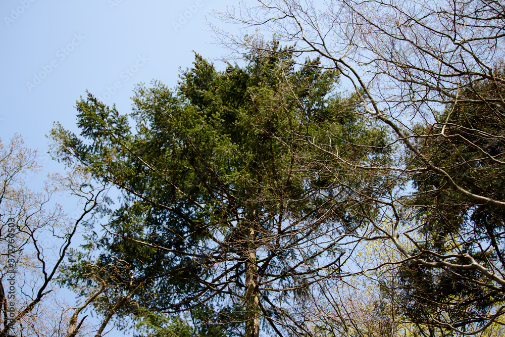 Obraz premium Baumkrone