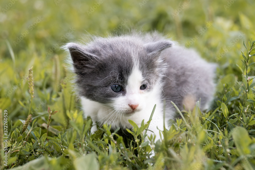 kitten on the grass..